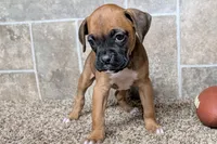 Sugar, a female Boxer for sale in Lebanon, MO – Photo 1 of 10