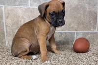 Sugar, a female Boxer for sale in Lebanon, MO – Photo 4 of 10