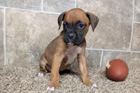 Sugar, a female Boxer for sale in Lebanon, MO – Photo 6 of 10