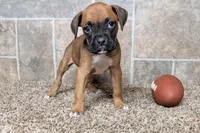 Sugar, a female Boxer for sale in Lebanon, MO – Photo 7 of 10