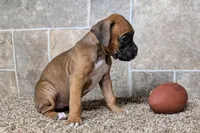 Sugar, a female Boxer for sale in Lebanon, MO – Photo 5 of 10