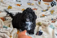 Teddy, a male Lhasapoo for sale in Lebanon, MO – Photo 5 of 10