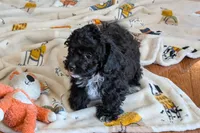 Teddy, a male Lhasapoo for sale in Lebanon, MO – Photo 6 of 10