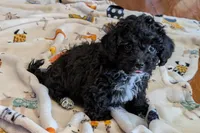 Teddy, a male Lhasapoo for sale in Lebanon, MO – Photo 8 of 10
