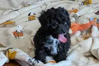 Teddy, a male Lhasapoo for sale in Lebanon, MO – Photo 2 of 10