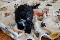 Teddy, a male Lhasapoo for sale in Lebanon, MO – Photo 7 of 10