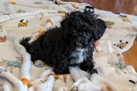 Teddy, a male Lhasapoo for sale in Lebanon, MO – Photo 10 of 10