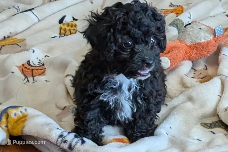 Teddy – Lhasapoo puppy for sale in Lebanon, MO