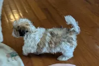 Spice, a female Lhasapoo for sale in Lebanon, MO – Photo 8 of 10