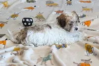 Spice, a female Lhasapoo for sale in Lebanon, MO – Photo 4 of 10
