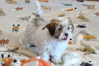 Spice, a female Lhasapoo for sale in Lebanon, MO – Photo 1 of 10