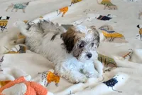 Spice, a female Lhasapoo for sale in Lebanon, MO – Photo 3 of 10
