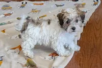 Spice, a female Lhasapoo for sale in Lebanon, MO – Photo 9 of 10