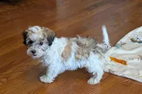 Spice, a female Lhasapoo for sale in Lebanon, MO – Photo 10 of 10