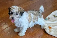 Spice, a female Lhasapoo for sale in Lebanon, MO – Photo 6 of 10
