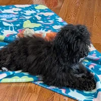 Buddy, a male Havanese and Havapoo for sale in Lebanon, MO – Photo 4 of 6