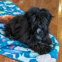 Buddy, a male Havanese and Havapoo for sale in Lebanon, MO – Photo 5 of 6