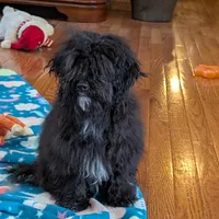 Buddy, a male Havanese and Havapoo for sale in Lebanon, MO – Photo 1 of 6