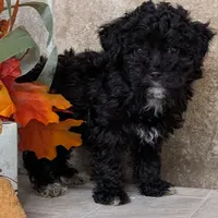 Buddy, a male Havanese and Havapoo for sale in Lebanon, MO – Photo 3 of 6