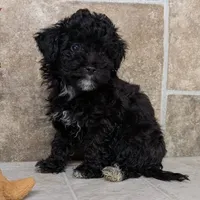 Buddy, a male Havanese and Havapoo for sale in Lebanon, MO – Photo 2 of 6