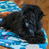 Buddy, a male Havanese and Havapoo for sale in Lebanon, MO – Photo 6 of 6