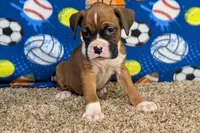 Princess, a female Boxer for sale in Lebanon, MO – Photo 3 of 10