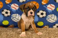 Princess, a female Boxer for sale in Lebanon, MO – Photo 5 of 10