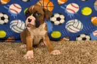 Princess, a female Boxer for sale in Lebanon, MO – Photo 7 of 10
