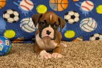 Princess, a female Boxer for sale in Lebanon, MO – Photo 6 of 10
