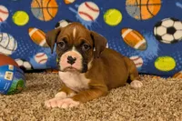Princess, a female Boxer for sale in Lebanon, MO – Photo 9 of 10