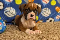 Princess, a female Boxer for sale in Lebanon, MO – Photo 1 of 10