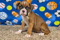 Princess, a female Boxer for sale in Lebanon, MO – Photo 4 of 10