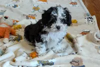 Pepper , a female Lhasapoo for sale in Lebanon, MO – Photo 4 of 10