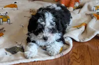 Pepper , a female Lhasapoo for sale in Lebanon, MO – Photo 9 of 10