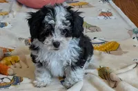 Pepper , a female Lhasapoo for sale in Lebanon, MO – Photo 2 of 10