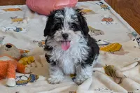 Pepper , a female Lhasapoo for sale in Lebanon, MO – Photo 5 of 10