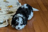 Pepper , a female Lhasapoo for sale in Lebanon, MO – Photo 6 of 10