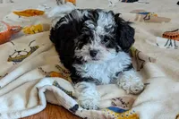 Pepper , a female Lhasapoo for sale in Lebanon, MO – Photo 3 of 10