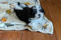 Pepper , a female Lhasapoo for sale in Lebanon, MO – Photo 10 of 10