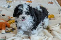 Pepper , a female Lhasapoo for sale in Lebanon, MO – Photo 1 of 10