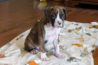 Diesel, a male Boxer for sale in Lebanon, MO – Photo 2 of 8