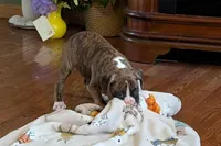 Diesel, a male Boxer for sale in Lebanon, MO – Photo 5 of 8