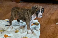 Diesel, a male Boxer for sale in Lebanon, MO – Photo 4 of 8