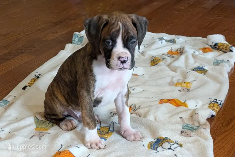 Diesel – Boxer puppy for sale in Lebanon, MO