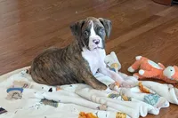 Diesel, a male Boxer for sale in Lebanon, MO – Photo 8 of 8