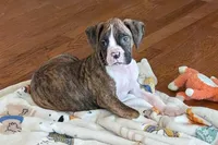 Diesel, a male Boxer for sale in Lebanon, MO – Photo 6 of 8