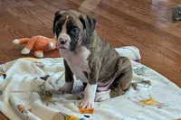 Diesel, a male Boxer for sale in Lebanon, MO – Photo 7 of 8