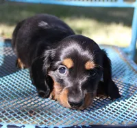 Penny, a female Miniature Dachshund for sale in Weimar, TX – Photo 5 of 6