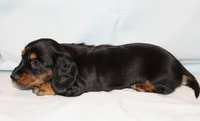 Penny, a female Miniature Dachshund for sale in Weimar, TX – Photo 6 of 6