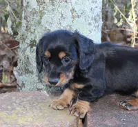 Penny, a female Miniature Dachshund for sale in Weimar, TX – Photo 1 of 6